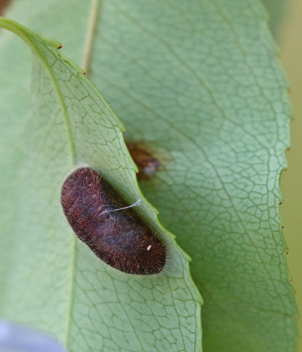 Striped Hairstreak Chyrsalis